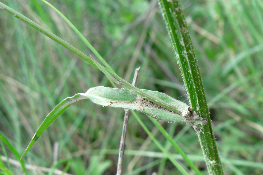 Campanula rapunculus
